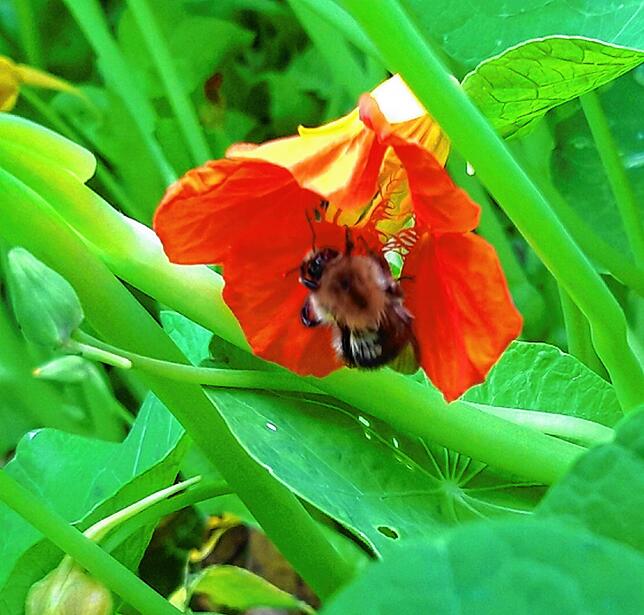 Hummel-Tummelplatz: Die Blüten der Kapuzinerkresse locken die Insekten an.