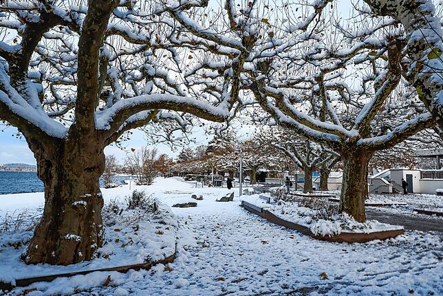 Bild 15: Wintereinbruch in Radolfzell: Die schönsten Bilder vom ersten Schnee