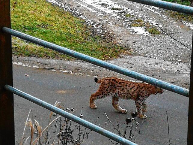 Der Luchs lief im Jahr 2020 nach am Haus einer Höri Bewohnerin vorbei.