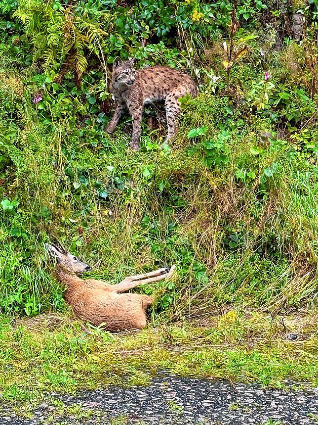 Was für ein Foto: Enrico Beckmann war auf dem Weg zur Arbeit, als er am Straßenrand einen Luchs entdeckte, der gerade versuchte, ein von ...