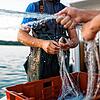 Immer mehr Gemeinden planen den Bau von Seethermie-Anlagen. Darüber äußern die Berufsfischer am Bodensee nun Bedenken.