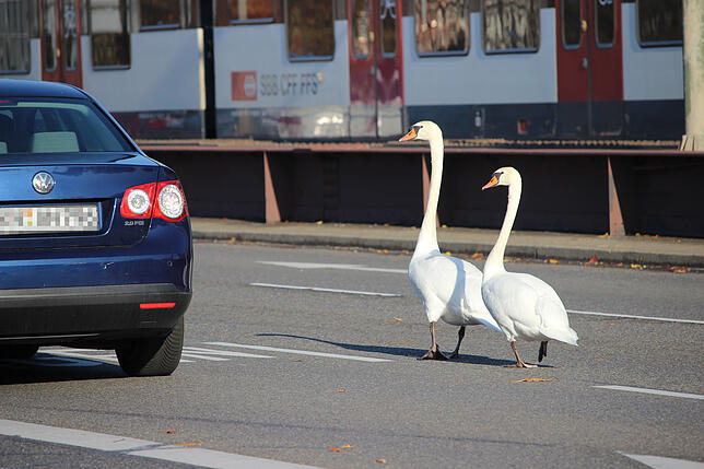 Die Schwäne ließen sich von den Autos nicht aus der Ruhe bringen.