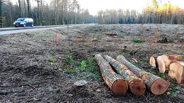 Auf einer Fläche entlang der Kreisstraße 6164 stehen nach den Baumfällarbeiten gar keine Bäume mehr.