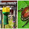 In eine solche Insektenfalle sollen die Japankäfer mittels Duftstoffen gelockt werden.