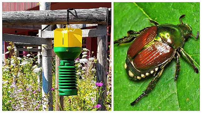 In eine solche Insektenfalle sollen die Japankäfer mittels Duftstoffen gelockt werden.