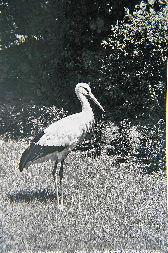 Storch Hansi war ein Überbleibsel des Zoos im Stadtgarten.
