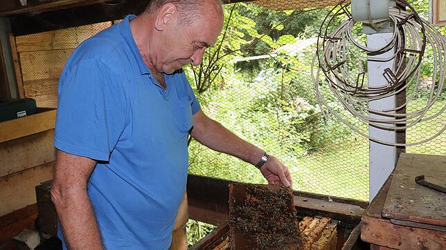 Werner Vooren aus Friedrichshafen, Vorsitzender des Imkervereins Tettnang-Friedrichshafen, an einem seiner Bienenstöcke in Immenstaad. ...