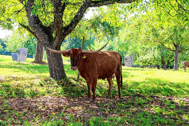 Sechs Texas Longhorns hält die Familie Kopp. Diese Rasse des Hausrinds ist für seine charakteristischen Hörner bekannt.