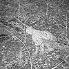 Direkt vor der Fotofalle im Murgtal macht es sich der Luchs und richtet dort sogar sein Nachtlager ein.
