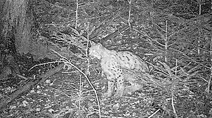 Direkt vor der Fotofalle im Murgtal macht es sich der Luchs und richtet dort sogar sein Nachtlager ein.