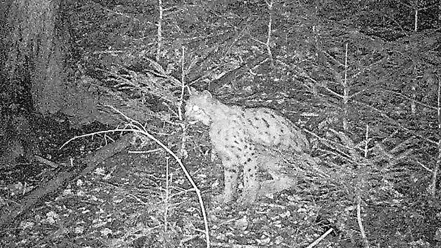 Direkt vor der Fotofalle im Murgtal macht es sich der Luchs und richtet dort sogar sein Nachtlager ein.