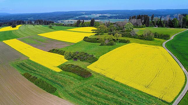 Ein gelb-grünes Muster in Richtung Neubaugebiet Bräunlingen. Der schönste Blick auf die Rapsblüte zeigt sich aus der Vogelperspektive.