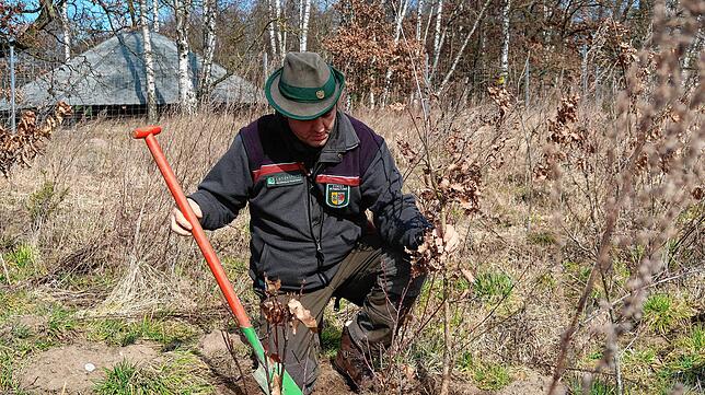 Revierförster Olaf Schwahn pflanzt eine Traubeneiche. In zehn Jahren wird sie größer sein als er – vorausgesetzt, sie vertrocknet ...