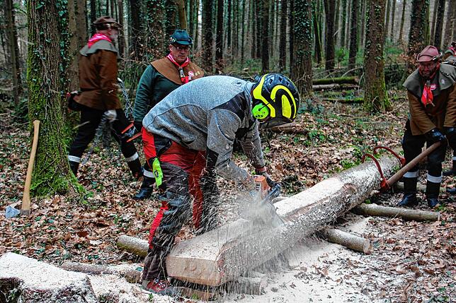 Bild 7: Etz kummt de Narrenbom: So kommt der Narrenbaum aus dem Wald in die Stadt