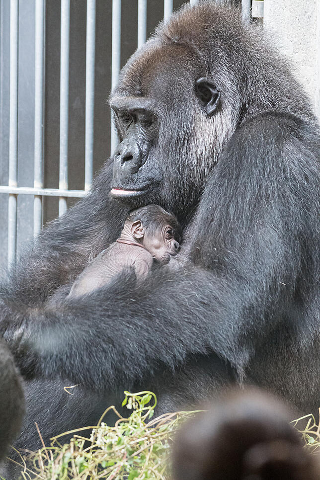 Bild 3: Nachwuchs im Zoo: So liebevoll kümmert sich Gorilla-Mama Faddama um ihr Baby