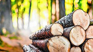 Ein Gewinn wird aus dem Holzverkauf in Vöhrenbach erwartet. Mit der Entnahme soll aber nicht übertrieben werden. Bild: Milan/stock.adobe.com