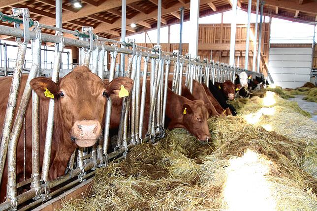 Noch entspannen die 170 Kühe des Käppelehofs im Stall, bevor es in der Sommerzeit aus die Weide geht.