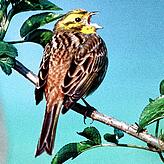 Die am Kopf leuchtend gelb gefärbte Goldammer wurde vom Naturschutzbund Deutschland (NABU) zum „Vogel des Jahres 1999“ ...