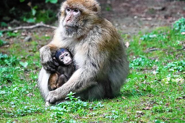 Diese Berberaffen-Mutter lebt mit ihren Babys auf dem Affenberg in Salem. Die Tiere sind für Besucher auch auf dem Affenberg Kintzheim ...