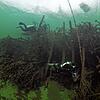 Zwei Taucher bei den Beobachtungen am Fischreiser im Bodensee vor Überlingen. Verschiedene Wasserlebewesen haben sich angesiedelt oder ...