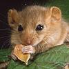 Die Haselmaus.