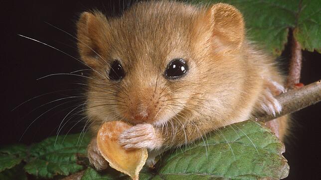 Die Haselmaus.