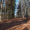 Dieses Bild entstand im Januar 2020 bei einem Rundgang mit Vertretern von BUND und Nabu im Weingartenwald. Die B&nbsp;31-neu soll ...