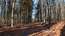 Dieses Bild entstand im Januar 2020 bei einem Rundgang mit Vertretern von BUND und Nabu im Weingartenwald. Die B&nbsp;31-neu soll ...