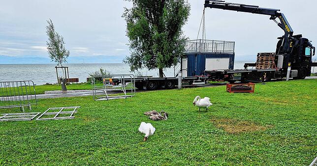 Die Schwanenfamilie lässt sich vom Trubel nicht stören.