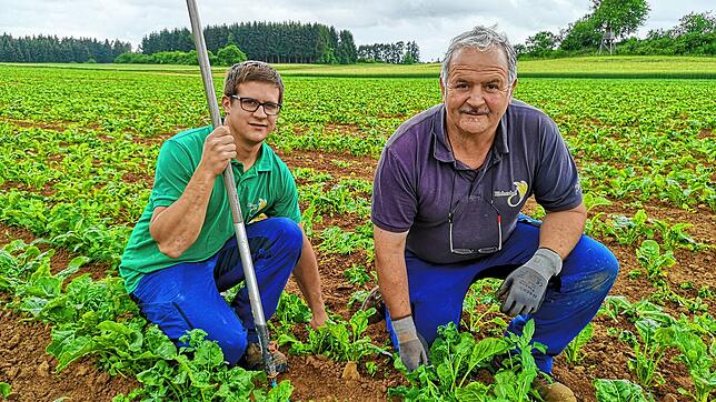 Der Bräunlinger Bio-Landwirt Johannes Schwörer und Sohn Martin auf dem Zuckerrübenfeld des Eichenhofs. Das Beikraut müssen sie per Hand ...