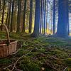 In der Idylle des Waldes können Sammler nicht nur Pilze finden &ndash; sondern auch innere Ruhe.