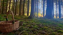 In der Idylle des Waldes können Sammler nicht nur Pilze finden &ndash; sondern auch innere Ruhe.