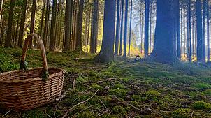 In der Idylle des Waldes können Sammler nicht nur Pilze finden &ndash; sondern auch innere Ruhe.