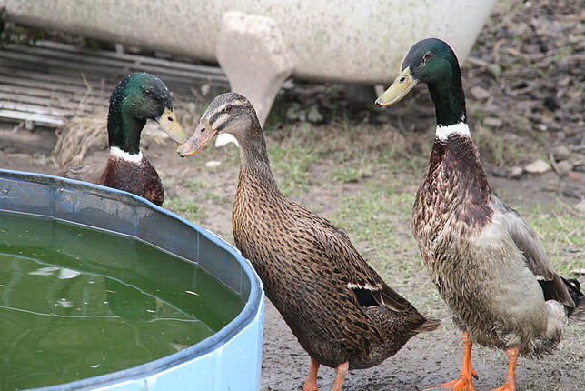 Auch diese Enten gehören zu den Gästen auf dem Schindlerhof in Beuggen.