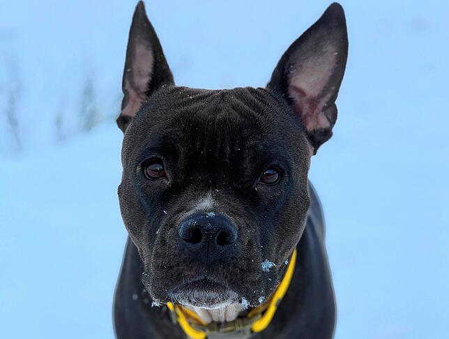 Die Hündin Mila ist sechseinhalb Jahre alt und wie ihre Besitzerin sagt, ein toller Familienhund.