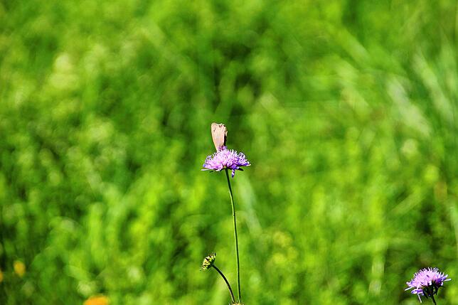 Ein Falter hat es sich auf einer Witwenblume bequem gemacht.