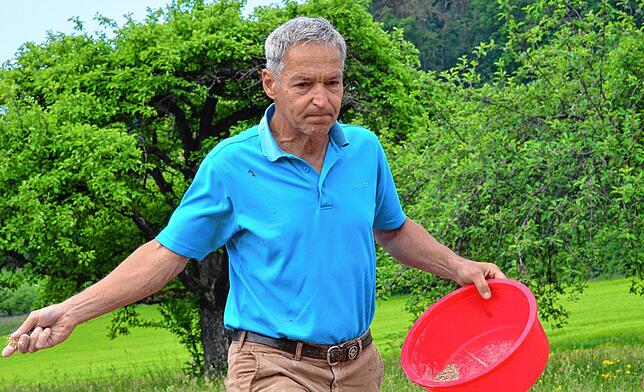 Bild 5: Neue Blühwiese in Markdorf: Wie die Blumen auf die Wiese kommen