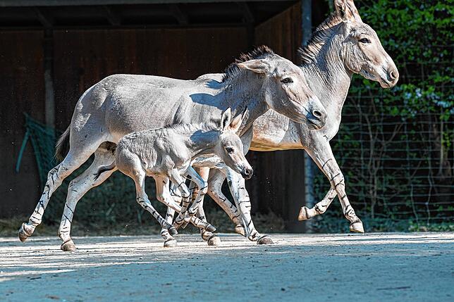 Noch ganz klein aber schon schnell unterwegs: Somali-Wildesel-Baby Rehana.
