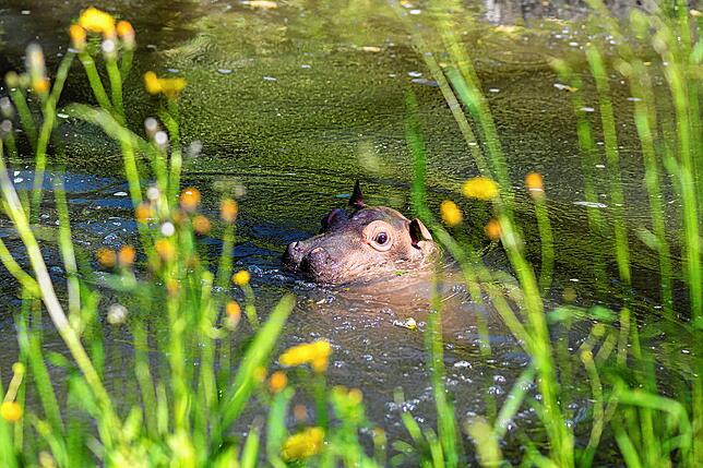 Bild 8: So niedlich: Flusspferd-Baby Serena entdeckt die Welt