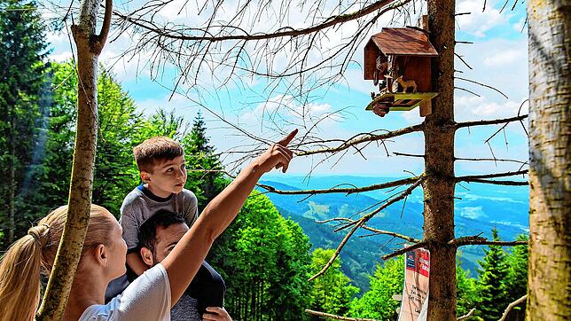 Der U(h)rwaldpfad hat es bei der Abstimmung deutschlandweit auf den elften Platz geschafft. Bild: Gemeinde