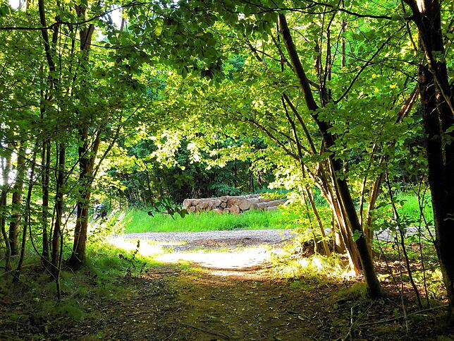 Der Wald ist neben wirtschaftlichen Faktoren auch ein wichtiger Erholungsraum.