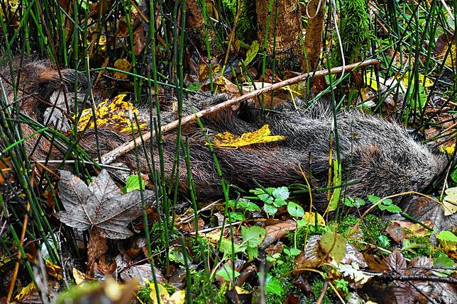 Wildschweinkadaver sind im Unterholz nur schwer zu finden.