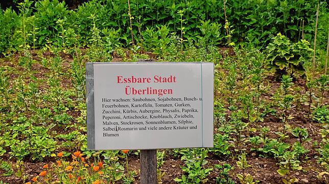 Auf einer Parzelle, die nicht vermietet ist und daher in städtischem Besitz ist, pflanzte Viktor Schlak schon zum zweiten Mal ganz ...