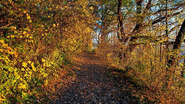Die Farben des &bdquo;Indian Summer&ldquo; verzaubern den Wanderweg Galgenbühl in einen Tunnel ins Märchenland.