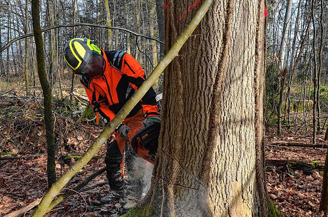 Forstmitarbeiter Bernhard Brutsch sägt einen zu fällenden Baum an.