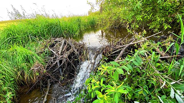Mit diesem Damm staut der Biber in Aach-Linz die Aach auf und setzt die angrenzenden Flächen unter Wasser. Dazu unterhöhlt er den ...