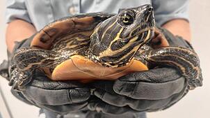 Auch für die Bundespolizei ganz und gar nicht alltäglich: Eine Beamtin hält eine Schildkröte in den Händen.