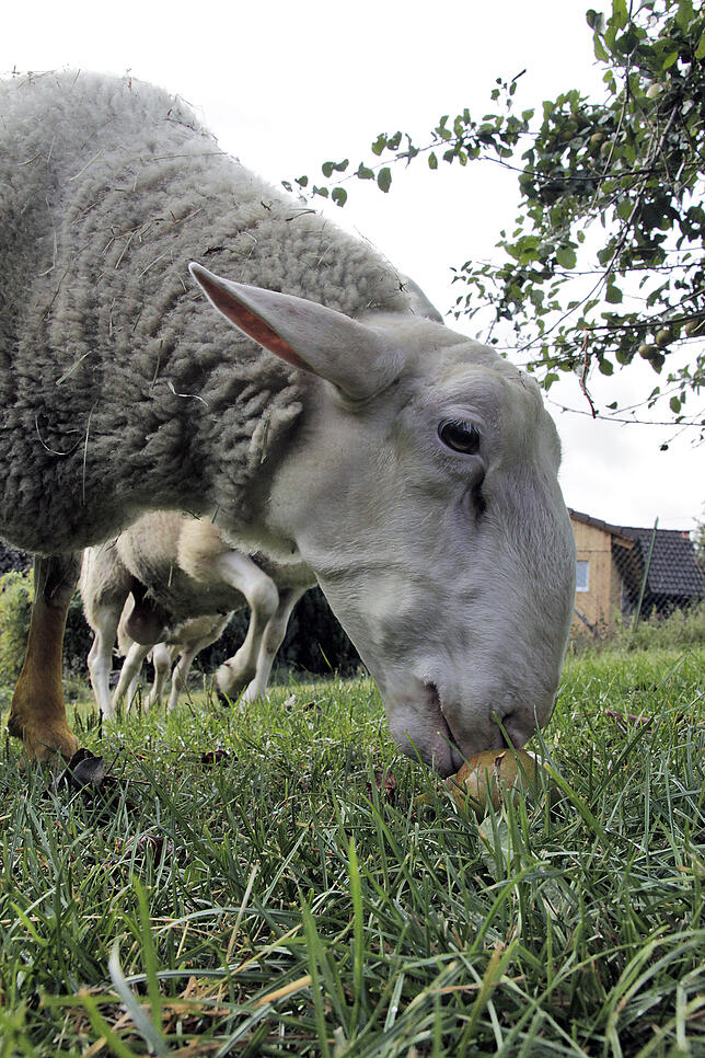 Schafbock Adonis lässt sich ein Apfel im Garten schmecken. Auf die Weide darf er derzeit nicht. Er hat eine Gelenkentzündung am Hinterlauf.