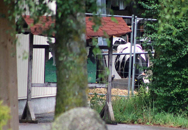 Eine Kuh ist auf einem Bauernhof zu sehen. Nach Tierquälerei-Vorwürfen ist der Milchviehbetrieb im Allgäu durchsucht worden.