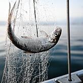 ARCHIV – 02.10.2023, Baden-Württemberg, Vor Überlingen auf dem Bodensee: Ein Felchen hängt im Netz, das ein Fischer eingeholt hat. ...